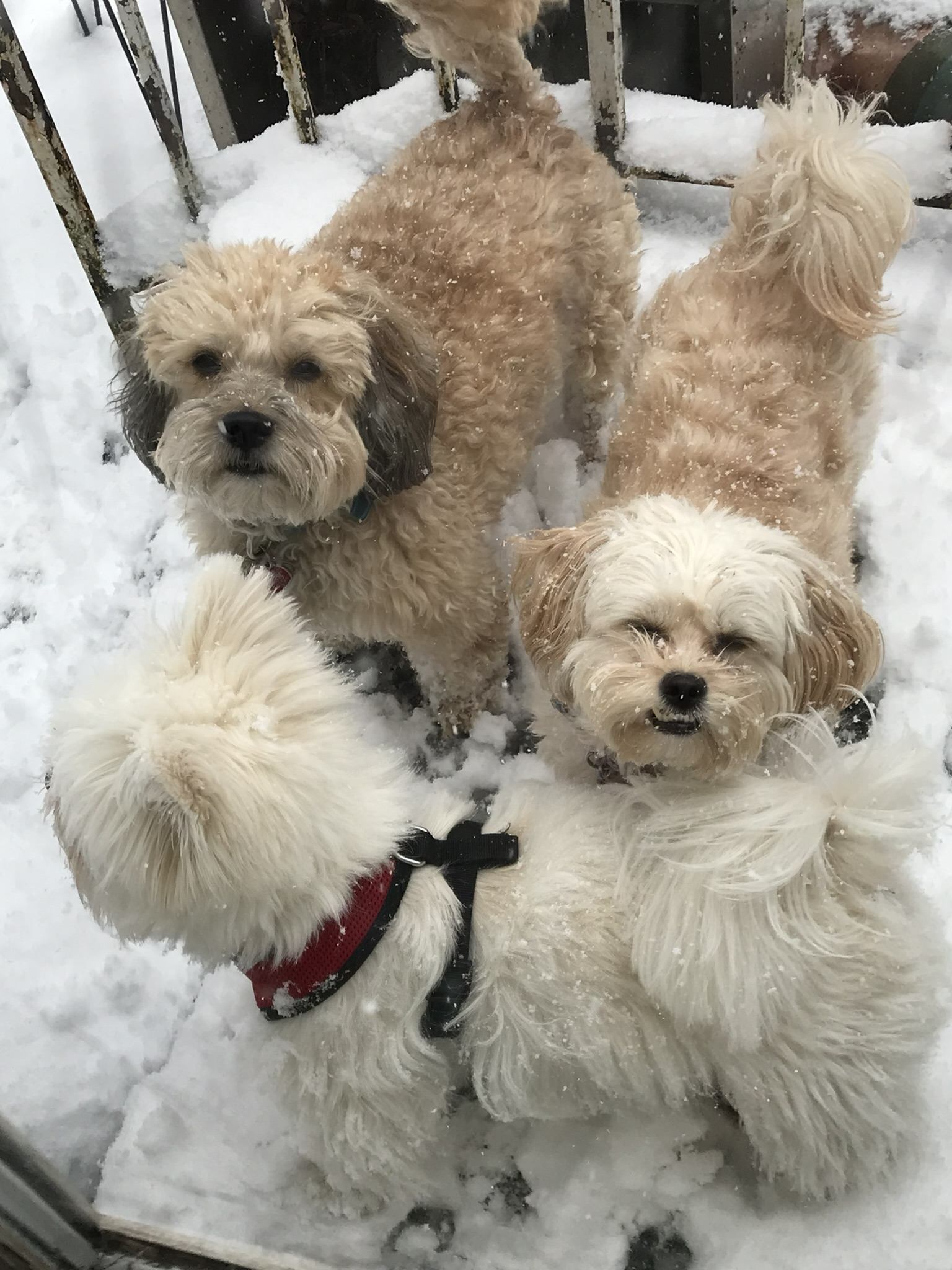 Three fluffy dogs in the snow
