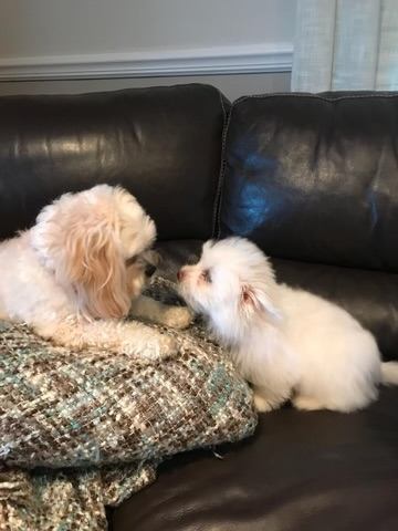 Two dogs snuggled on the couch with a blanket