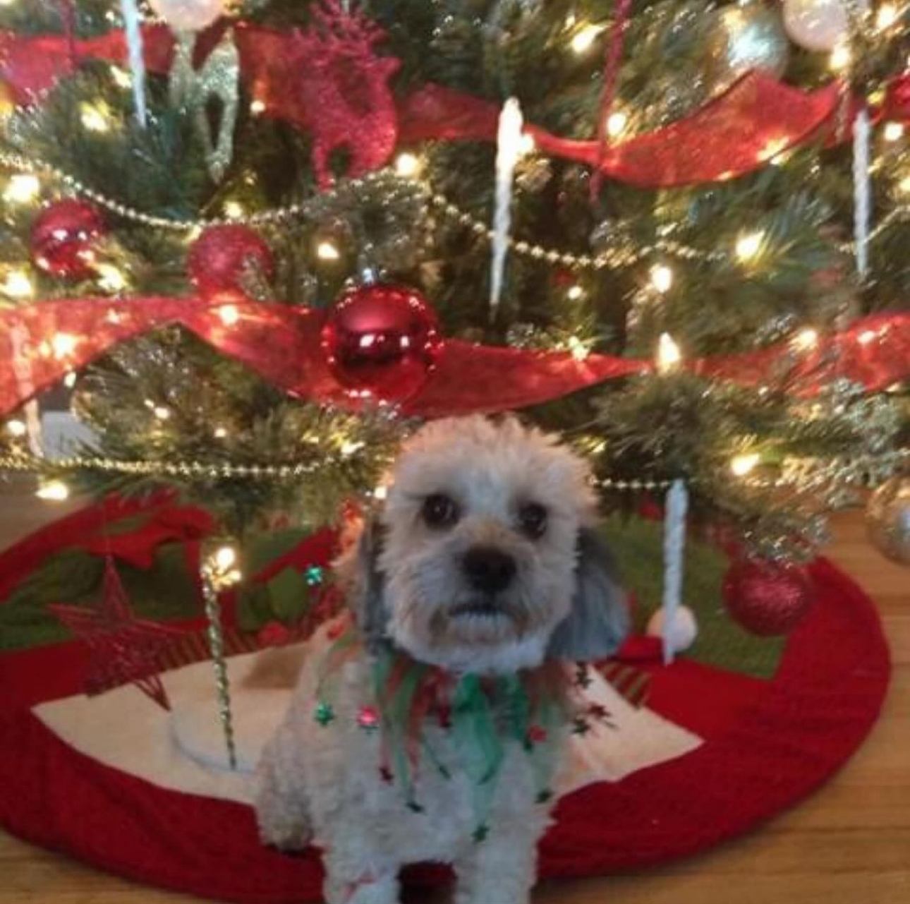 A small white dog under the Christmas tree