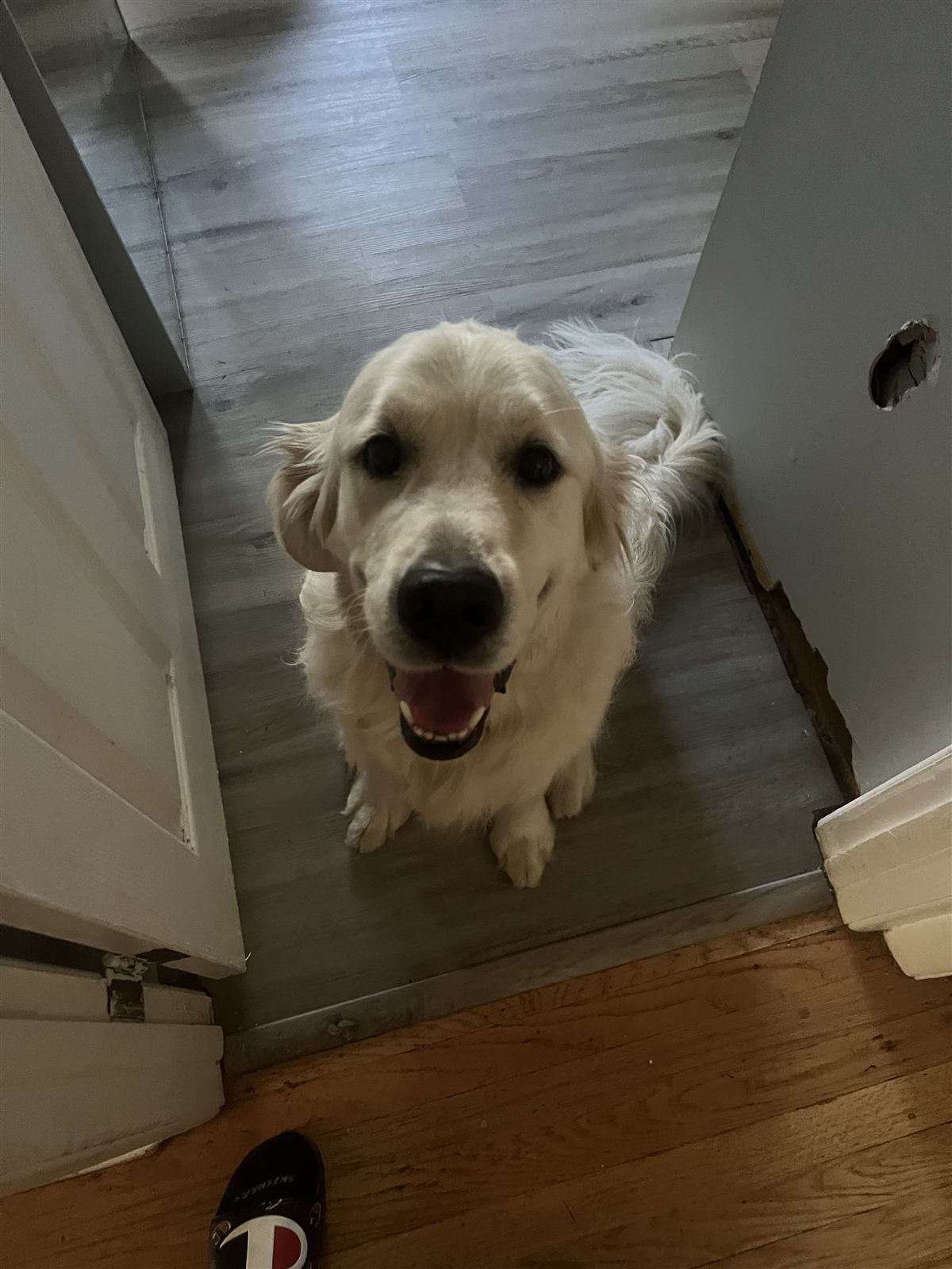 A cream golden coming down the stairs