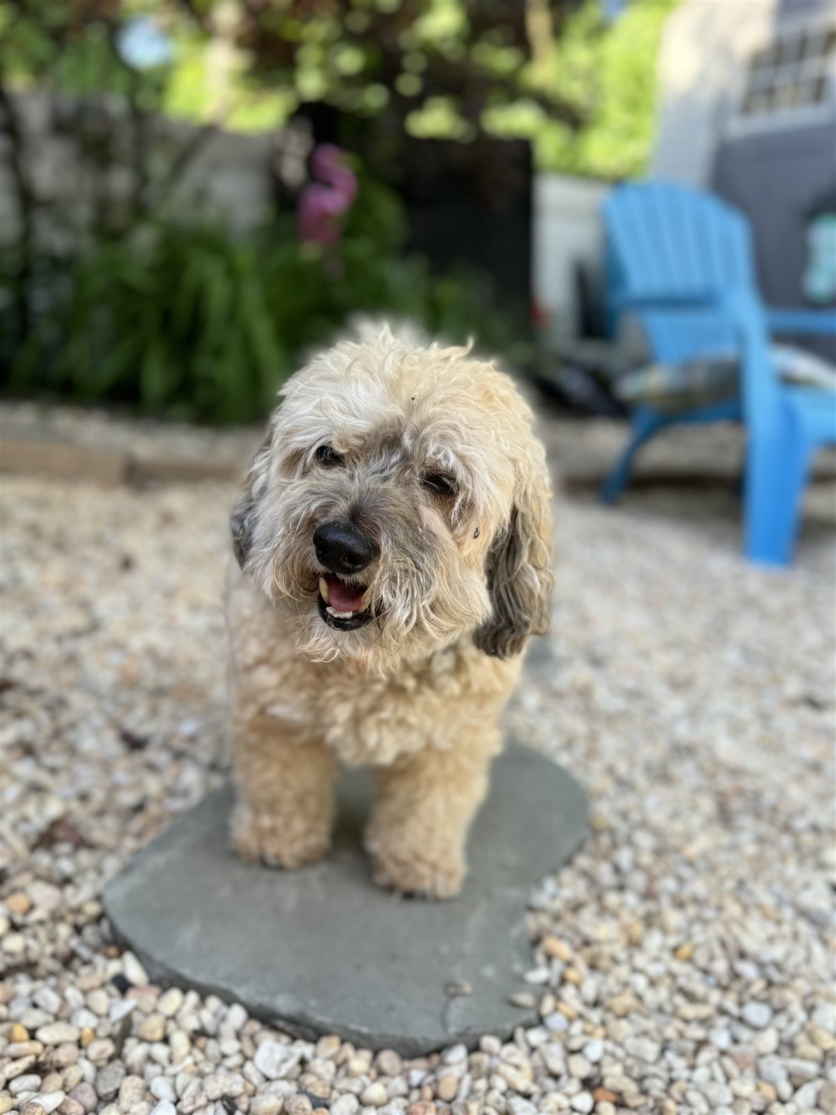 A doodle on the garden path