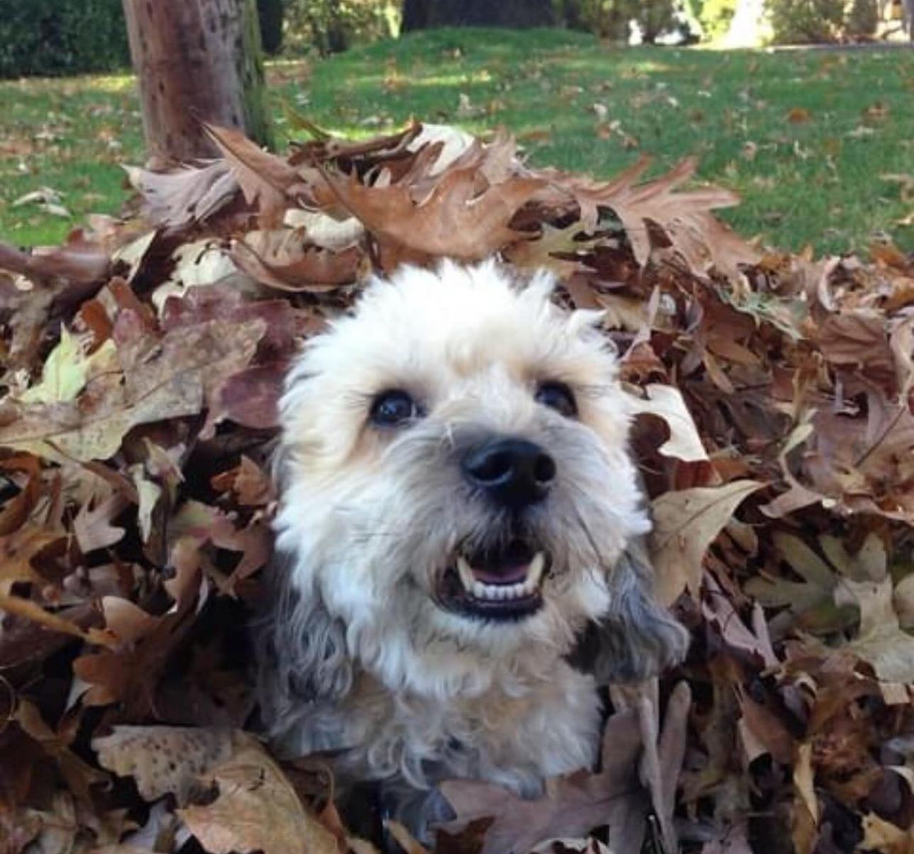 A scruffy dog grinning in a leaf pile