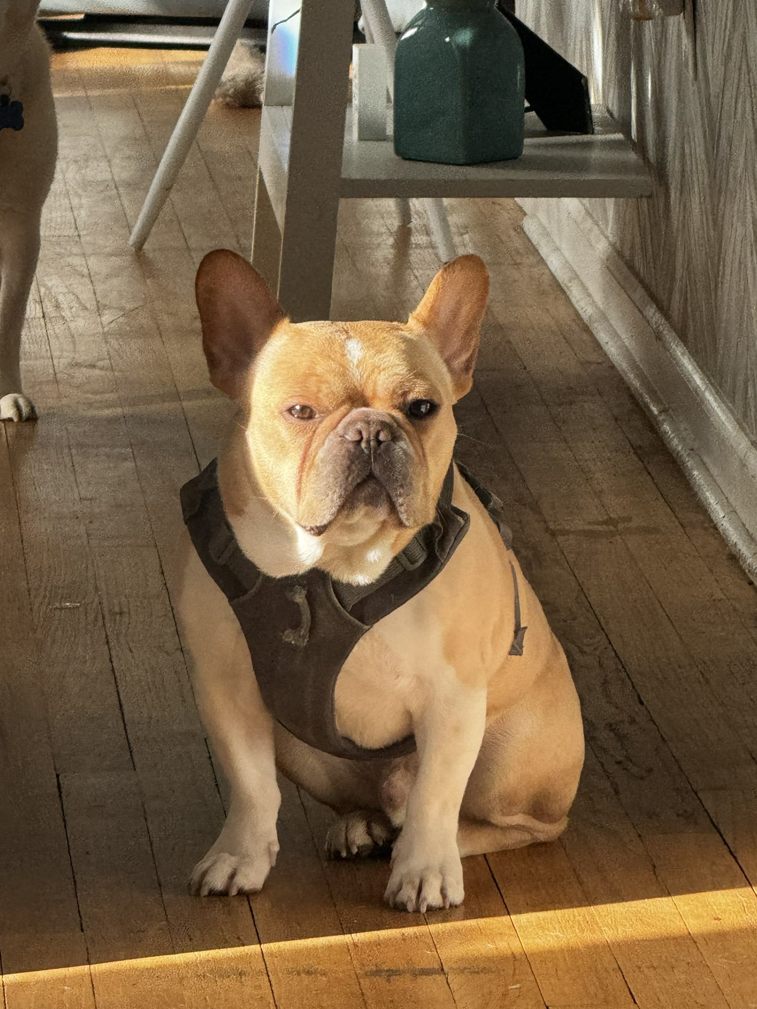 A French bulldog on the porch