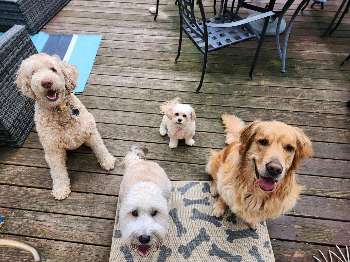 Three dogs sitting together on the deck